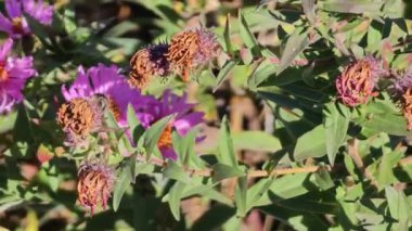 Güneşli bir sonbahar gününde Aster Alpinus 'ta oturmuş bal toplayan bir arıya yakından bakın.