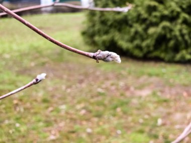 Rowan 'ın tomurcuklu bir dalı, Latince adı Sorbus aucuparia..