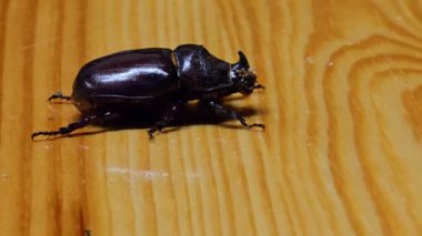 Gergedan böceği latte. Oryctes nasicornis, Dynastinae familyasından büyük bir uçan böcektir..