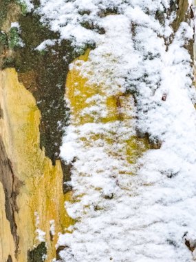 Close-up of the bark of a common sycamore or Platanus hispanica in the snow in winter. clipart