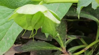 Helleborus viridis ya da yeşil karabasan. Rüzgarda yeşil çiçek yaprakları olan zehirli bir bitki.. 