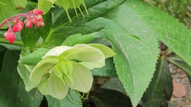 Helleborus viridis ya da Ranunculaceae ailesinin çiçek açan yeşil karabatak ağacı.. 