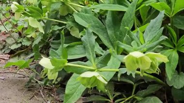 Yeşil Helleborus Viridis, rüzgarda uçuşan yeşil çiçekler.