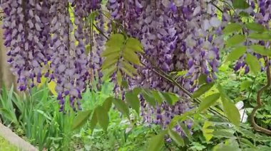Rüzgarda sallanan mor salkımlı çiçek kümeleri yeşil yapraklı bir zemine karşı. Bahar. Yakın plan.