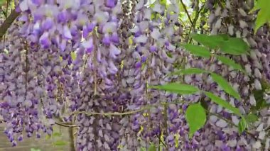 Rüzgarda sallanan mor salkımlı çiçek kümeleri yeşil yapraklı bir zemine karşı. Bahar