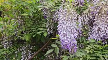 Rüzgarda sallanan mor salkımlı çiçek kümeleri yeşil yapraklı bir zemine karşı. Yakın plan.