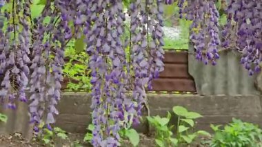 Rüzgarda sallanan mor salkımlı çiçek kümeleri yeşil yapraklı bir arka plana karşı..