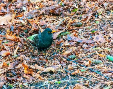 Sıradan bir karatavuk düşmüş yapraklarla çimenlerde oturur..