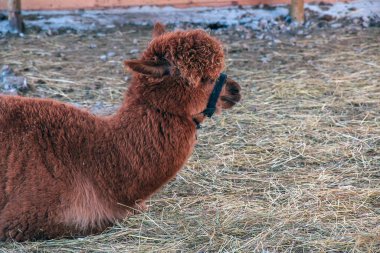 Alpaca, Lama, Güney Amerika 'da bir deve cinsidir. Yumuşak yünleriyle tanınırlar. Çoğunlukla lif için yetiştirilirler..