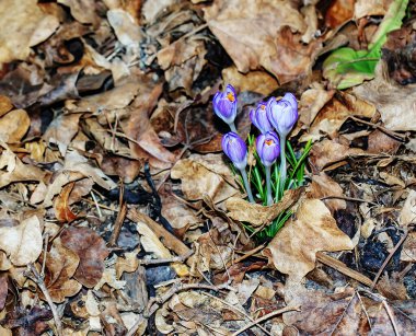 Baharın başlarında mor çizgili kır çiçekleri.