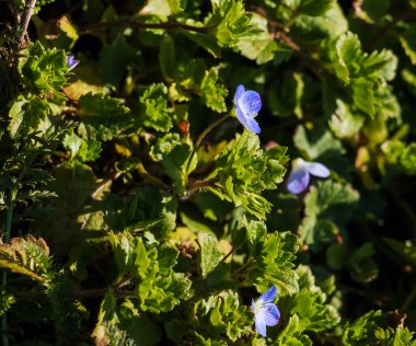 Küçük mor çiçeklere yakın çekim ve Veronica Persica 'nın taze yaprakları, Bireye Speedwell, ortak alan-hız