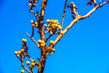 İlkbaharın başlarında, erkek köpek ağaçlarından yapılmış Cornus mas çiçeklerinin olduğu dallar. Mavi gökyüzü arkaplanı.