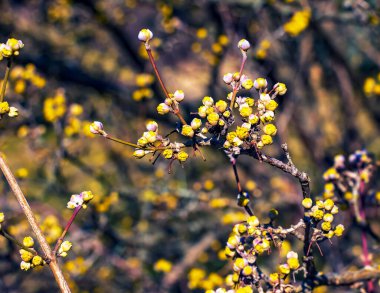 İlkbaharın başlarında, erkek Dogwood Cornus mas 'ın çiçek tomurcukları olan dallar. Yakın plan..