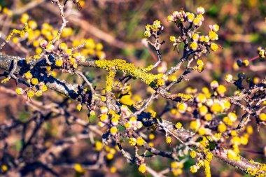 Erkek Dogwood Cornus 'un sarı çiçekli dalları. Bahar. Bulanık arkaplan