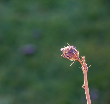 İlkbaharın başlarında yeşil arkaplana karşı Hibiscus Syriacus 'ün yakın çekimi.