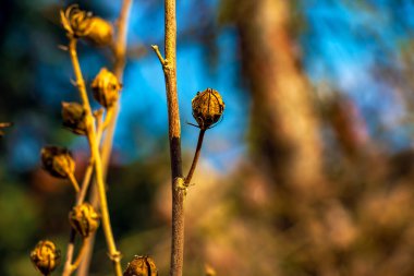 İlkbaharın başlarında gökyüzüne karşı Hibiscus Syriacus 'ün yakın çekimi.