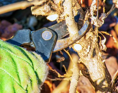 Köydeki dalları budamak ve ağaçları budamak. Bir bahçıvan, eski bir ağacın dallarını budayarak buduyor..