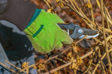 Bir bahçıvan eski bir ağacın dallarını el budama makinesiyle buduyor. Amfibik syriacus buduyor.