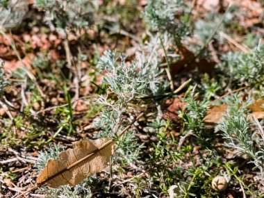 Taze Wormwood Seriphidium parfümlerine yakın çekim. Vahşi tarlada Wormwood. Kırım pelin ağacının gümüşi yeşil yaprakları. Artemisia taurica. Seçici odak.