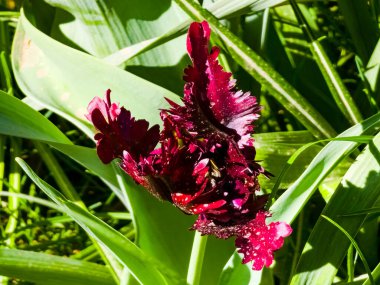 Tamamen açık Tulipa Siyah Papağanı 'nın baharda bir parkta çiçek açması. Koyu kırmızı çiçek.