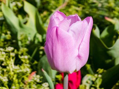 Tulipa Alibi 'ın yakın çekimi baharda bir parkta çiçek açıyor. Pembe çiçek.