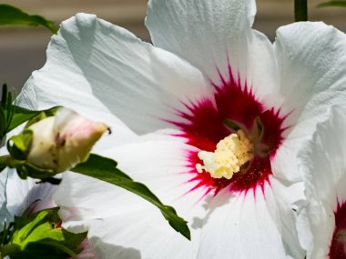 Tomurcuklara yakın çekim ve ahududu merkezli beyaz Hibiscus Syriacus çiçekleri.
