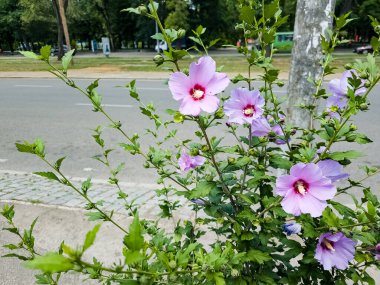 Pembe amber çiçeği manzarası ahududu merkezli Hibiscus syriacus ve şehir sokaklarının arka planında tomurcuklar