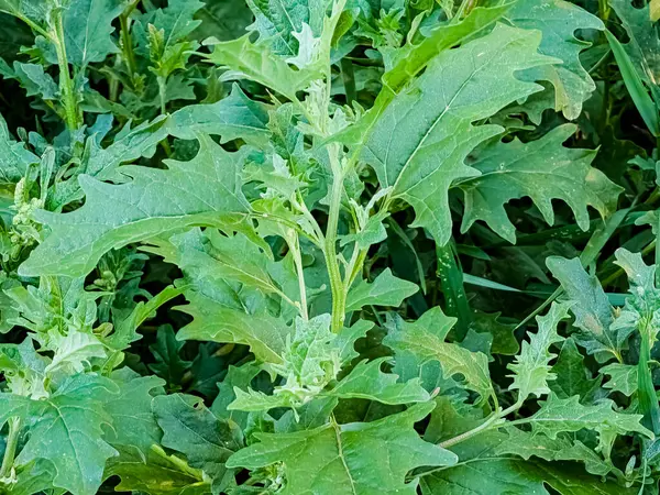 Canlı yeşil yapraklarını gösteren bir chenopodium bitkisinin detaylı yakın plan görüntüsü.