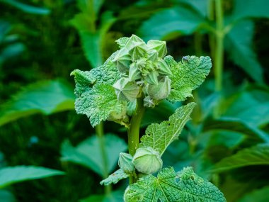 İlkbaharın başlarında Alcea rosea mallow bitkisinin tomurcukları. Seçici odak.