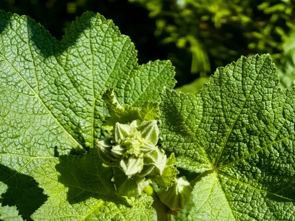 İlkbaharın başlarında Alcea rosea mallow bitkisinin çiçek tomurcukları. Yakın plan. Seçici odak.
