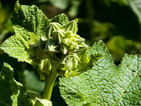 İlkbaharın başlarında Alcea rosea mallow bitkisinin çiçek tomurcukları. Yakın plan..
