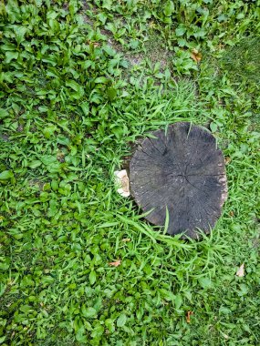 Cerioporus squamosus, nam-ı diğer Polyporus squamosus, çimlerin üzerinde büyüyen bir kütük. Yukarıdan görüntüle.