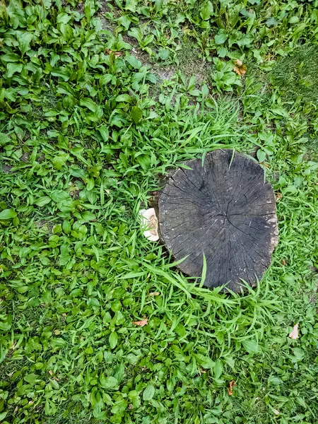 Cerioporus squamosus, nam-ı diğer Polyporus squamosus, çimlerin üzerinde büyüyen bir kütük. Yukarıdan görüntüle.