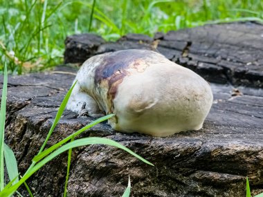 Ahşap mantar dokusu. Bir çeşit tıbbi mantar. Boletus fomentarius. Yan görünüm.