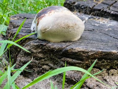 Ağaç kütüğünde büyüyen fomentarius drone mantarı. Yan görünüm.