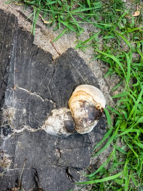 Ahşap mantar dokusu. Bir çeşit tıbbi mantar. Boletus fomentarius. Yukarıdan görüntüle.