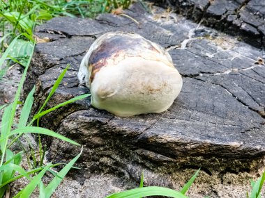 Ahşap mantar dokusu. Tıbbî mantar türü. Boletus fomentarius.