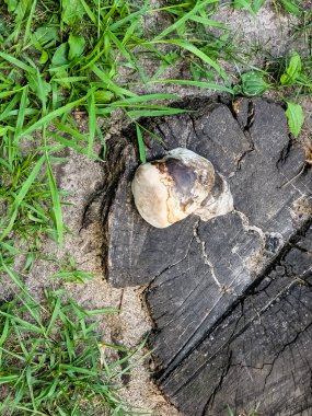 Fomentarius drone mantarı ağaç kütüğünde büyüyor..