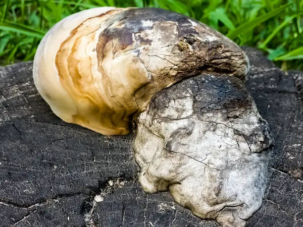 Ahşap mantar dokusu. Bir çeşit tıbbi mantar. Boletus fomentarius.