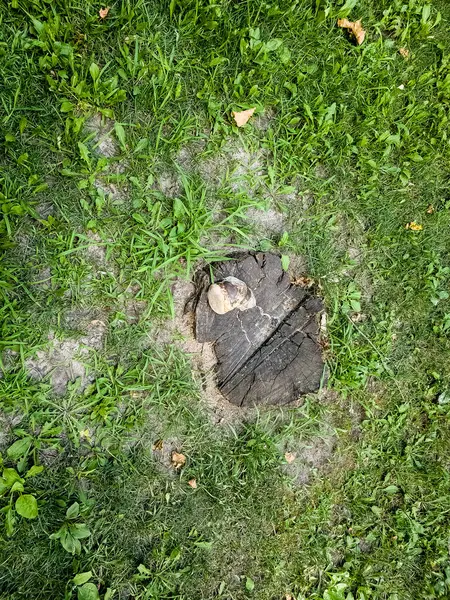 Ağaç kütüğünde büyüyen fomentarius drone mantarı. Yukarıdan görüntüle.