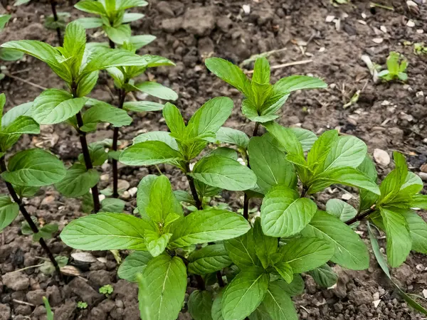 Limon merhemi, genel merhem ya da bahçedeki naneli Melissa officinalis. Taze yeşil limon merhemi filizleri ya da Melissa officinalis yaz bahçesinde.