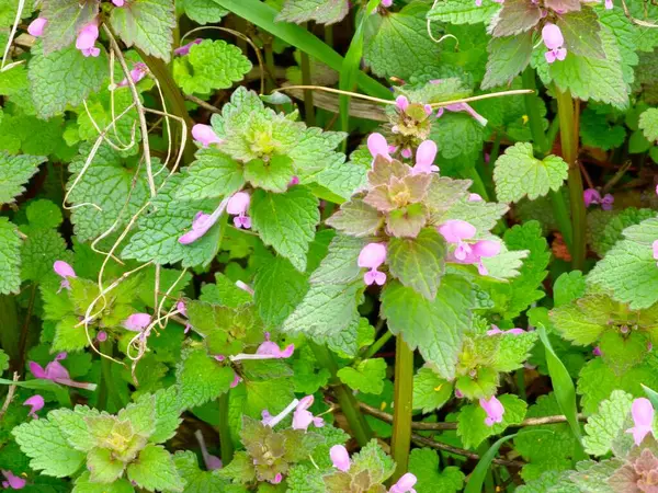 yabani mavi mor Lamium purpureum yakın çekim, ölü ısırgan, yapraklı bir alanda büyüyen istilacı gölge ot çiçekleri