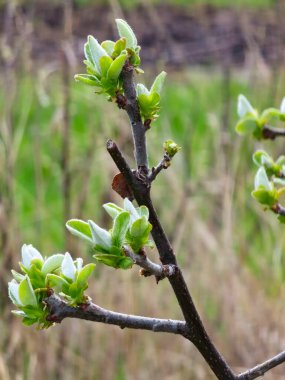 Genç bahar yaprakları dalda. Ayva eti. Baharın başında Cydonia Oblonga. Yakın plan..