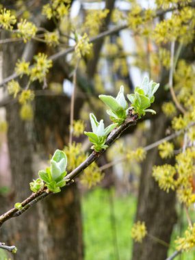 Genç bahar yaprakları dalda. Ayva eti. Baharın başında Cydonia Oblonga. Seçici odaklanma. Yakın plan..