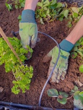 Eldivendeki insan eli yere maydanoz tohumu eker. Yakın plan. Bahar sebze ekimi ve tarım konsepti.