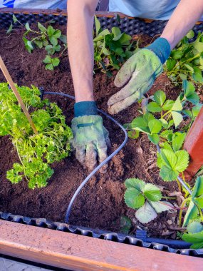 Eldivendeki insan eli toprağa maydanoz tohumu eker..