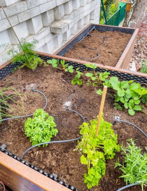 Damlatma sulama. Fotoğrafta yükseltilmiş yatakta sulama sistemi var. Biberiye, dereotu, fesleğen ve çilek ağaçları ektikten sonra sulanır..