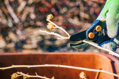 Yeşil iş eldivenli bir çiftçinin elini budama makinesiyle yakın plan çek. Bahçıvan sonbahar ve baharda budama makası kullanarak ölü ağaç dallarını budarmış..