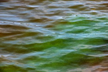 Dinyeper Nehri 'nin arka planında. Sonbaharda batan güneşin ışınlarında nehir suyu. Yeşil-sarı su. Nehir suyunun doğal rengi. Küçük dalgalı su.