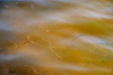 Dinyeper Nehri 'nin arka planında. Sonbaharda batan güneşin ışınlarıyla nehir suyu. Yeşil-sarı su. Nehir suyunun doğal rengi. Küçük dalgalı su.
